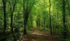 From Nature Connection to Action: Findings from the Act with Nature study