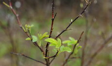 KASVUUN pienryhmätapaaminen: Taloudellinen kestävyys ja kannattavuus