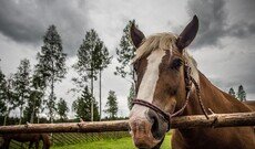 Ennakkotyöpaja - Luonto- ja eläinavusteinen toiminta Etelä-Pohjanmaalla