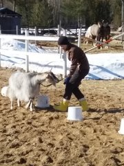 Kuva Hyvinvoiva Hevonen